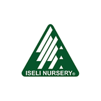 Allied-Level-1_Iseli