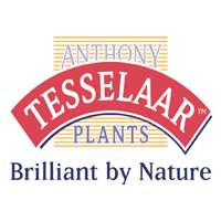 Allied-Level-1_Tesselaar