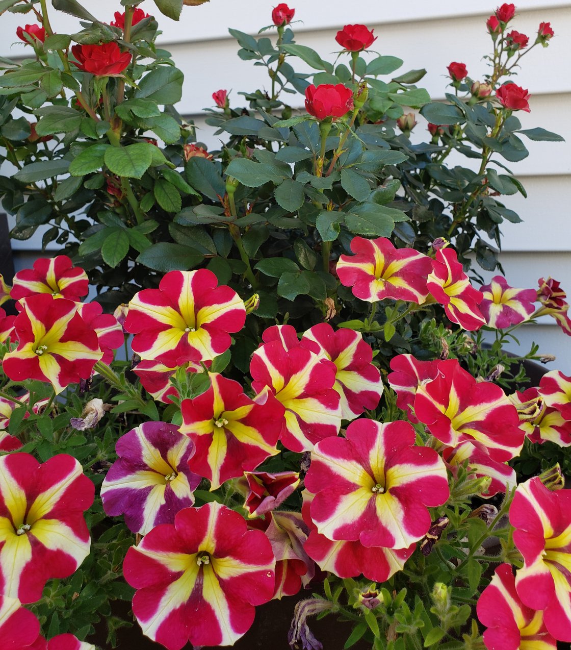 Presidents-Letter_215